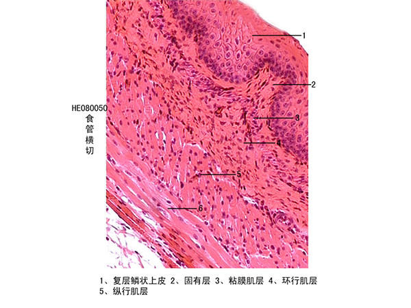 消化係統