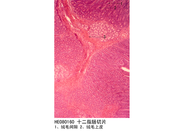 消化係統
