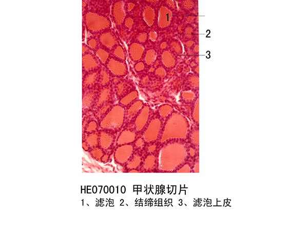 內分泌係統