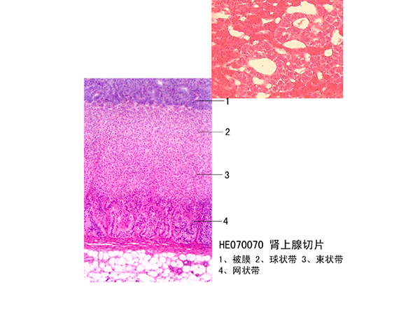 內分泌係統