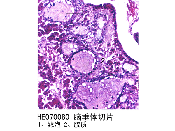 內分泌係統