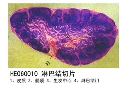 免疫係統