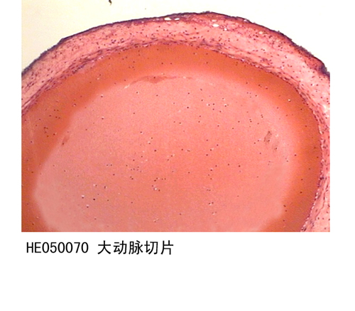 循環（huán）係統