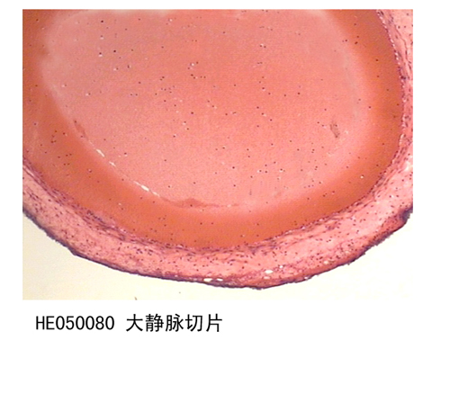 循環係統