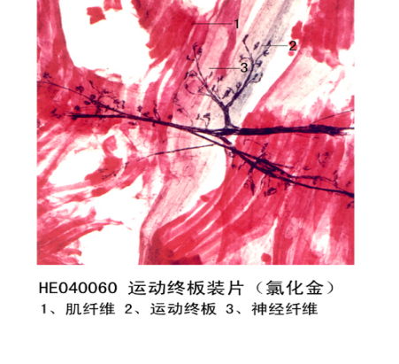 神（shén）經組織和係統