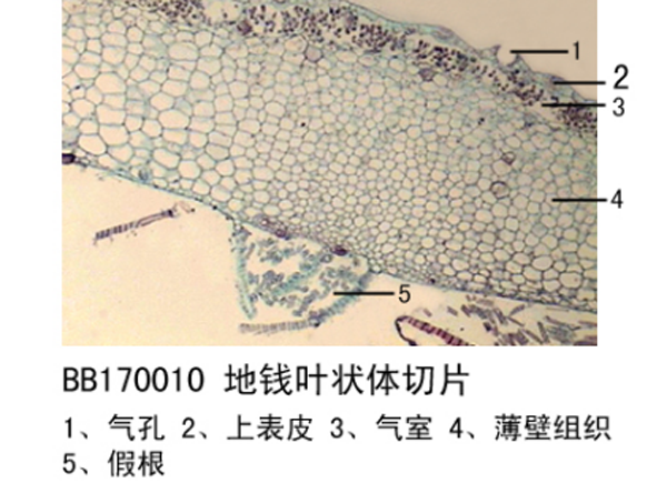  冰凍生物切片怎麽製作