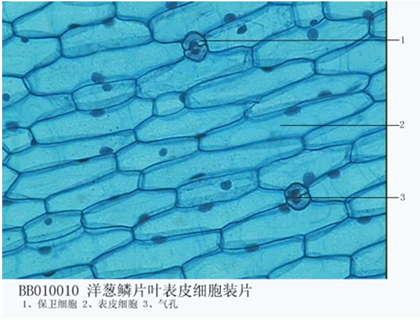 製作（zuò）洋蔥表（biǎo）皮細胞生（shēng）物切（qiē）片