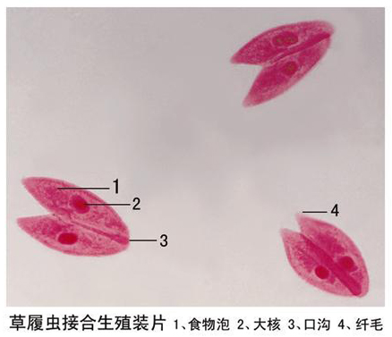 生物切片（piàn）在教學中的廣泛應用