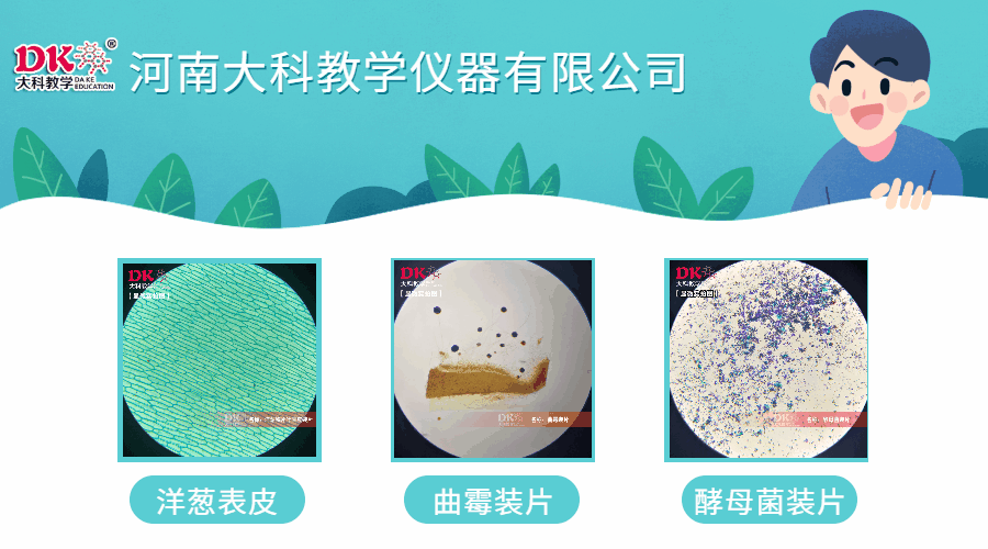 如何才能（néng）較好的保存昆蟲標（biāo）本