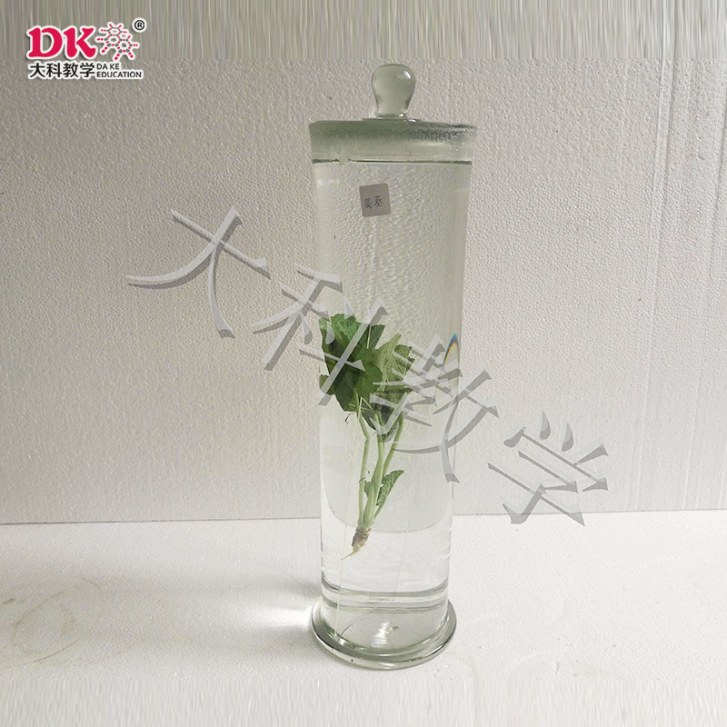 蜀葵浸製標（biāo）本（běn）