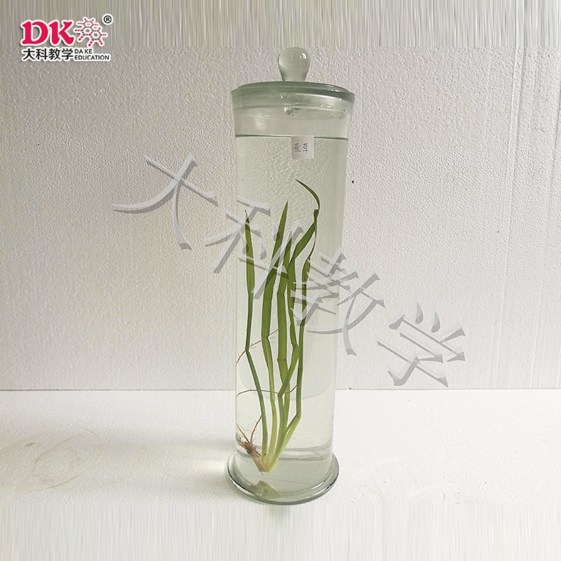瑩草浸製（zhì）標（biāo）本
