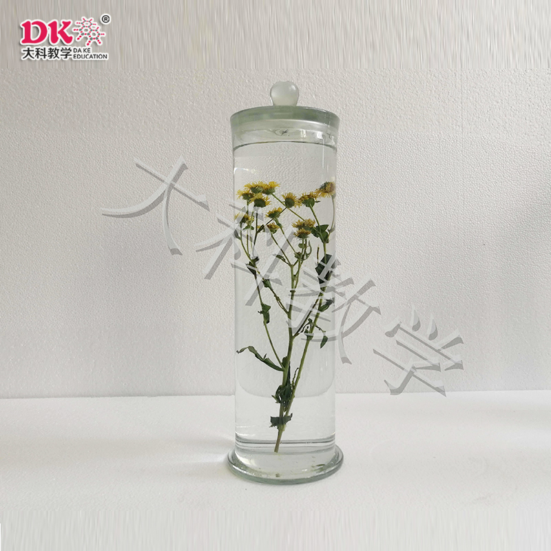 旋複花浸製標本