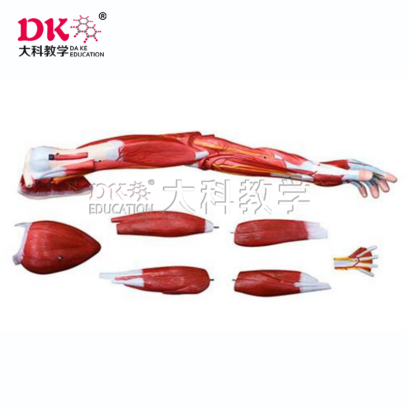 肌肉局部模型