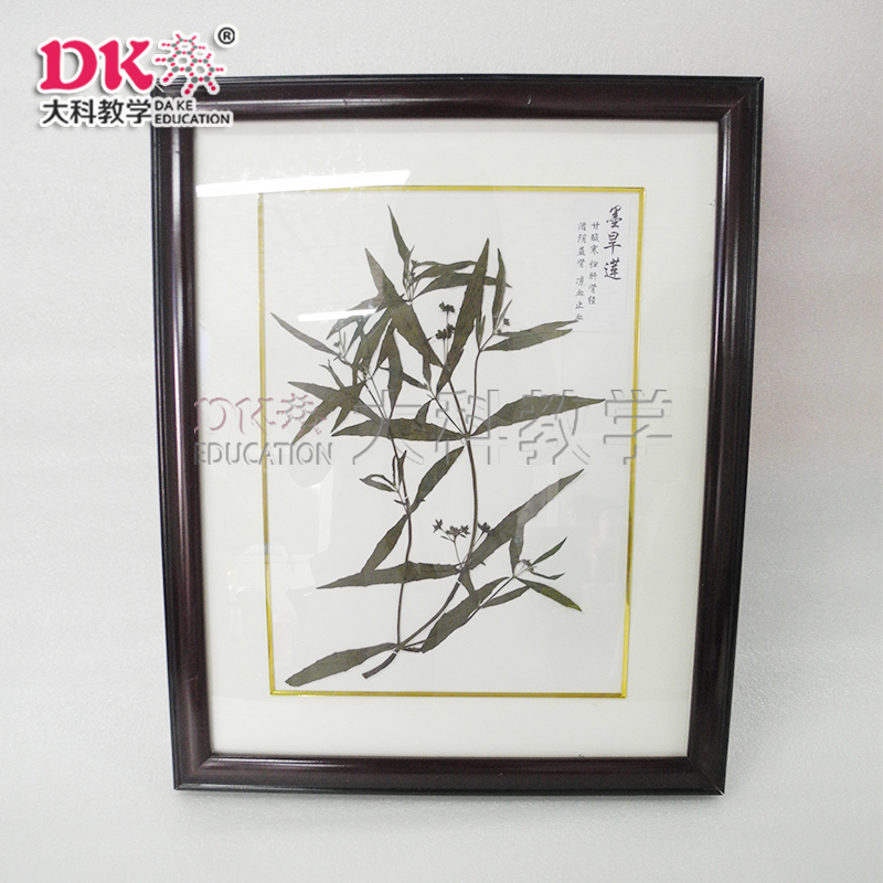 墨旱（hàn）蓮（lián）