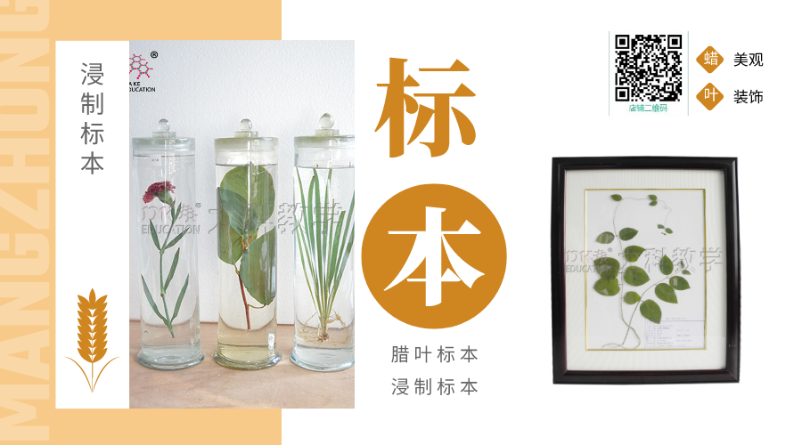 ​植物臘葉標本的（de）采集（jí）與（yǔ）製作方法