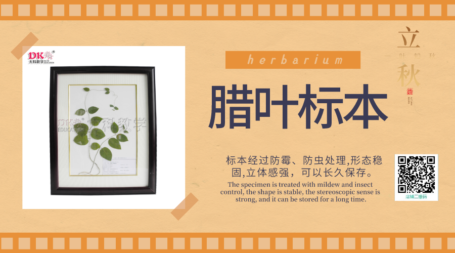 植物標本的製作過程