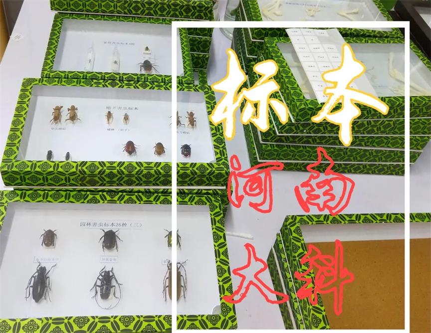 簡單製作生物標本、切（qiē）片的方法（fǎ）
